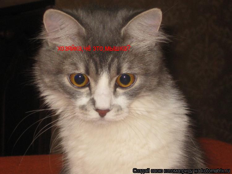 Котоматрица: хозяйка,чё это,мышка?
