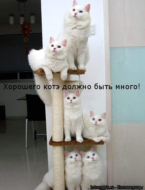 Котоматрица: Хорошего котэ должно быть много!