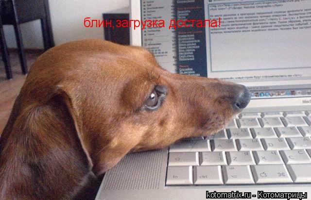 Котоматрица: блин,загрузка достала!
