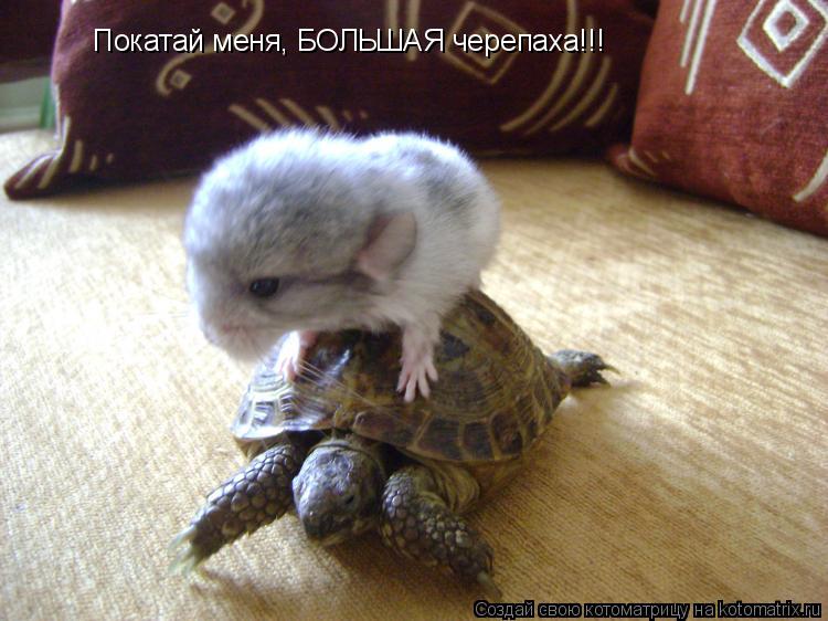 Покатай меня, БОЛЬШАЯ черепаха!!!... Котоматрица: Покатай меня, БОЛЬШАЯ черепаха!!!