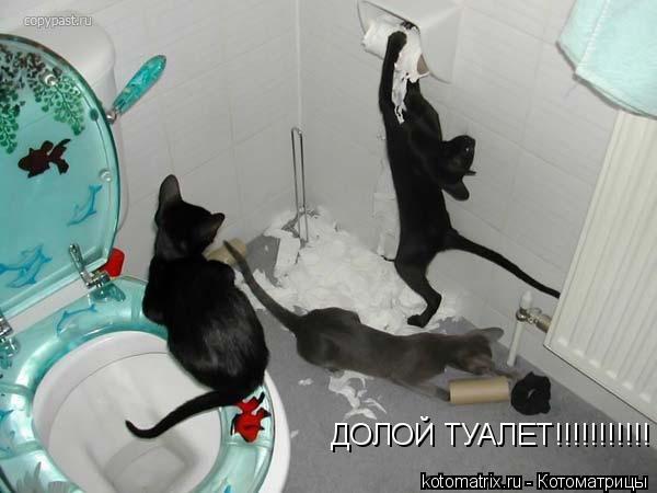 ДОЛОЙ ТУАЛЕТ!!!!!!!!!!!... Котоматрица: ДОЛОЙ ТУАЛЕТ!!!!!!!!!!!