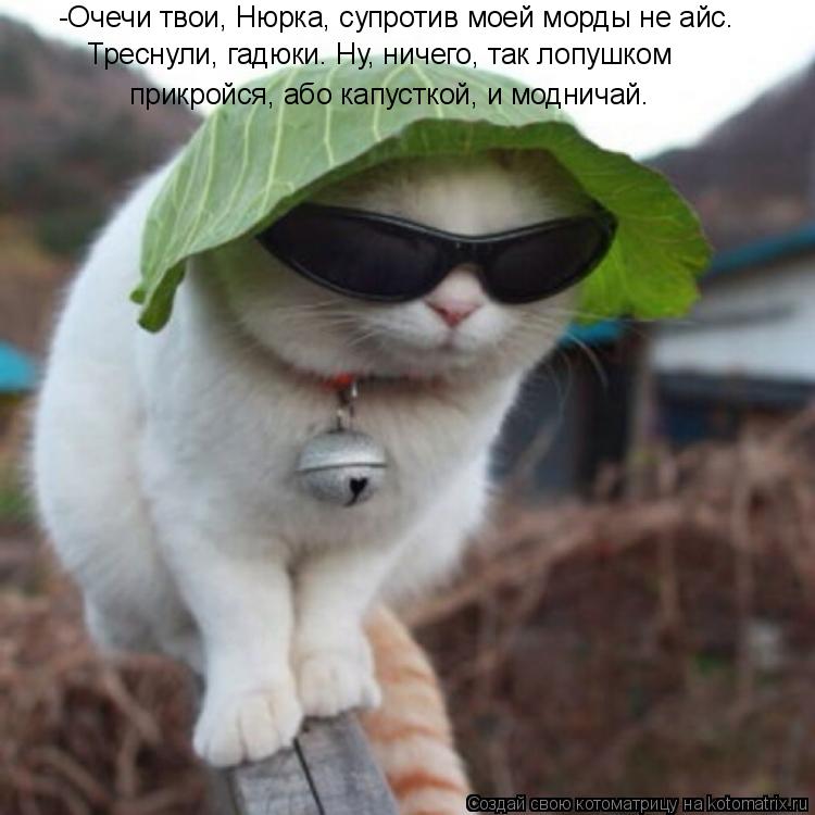 -Очечи твои, Нюрка, супротив моей морды не айс. Треснули, гадюки. Ну, ничего, так лопушком прикройся,... Котоматрица: -Очечи твои, Нюрка, супротив моей морды не айс. Треснули, гадюки. Ну, ничего, так лопушком прикройся, або капусткой, и модничай.