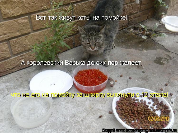 Вот так живут коты на помойке! А королевский Васька до сих пор жалеет, что не его на помойку за шкирк... Котоматрица: Вот так живут коты на помойке! А королевский Васька до сих пор жалеет, что не его на помойку за шкирку выкинули с 12 этажа!