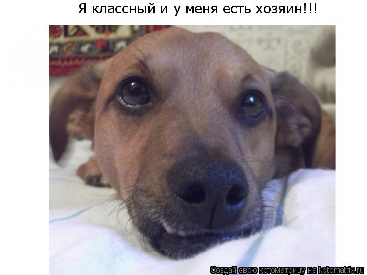 Я классный и у меня есть хозяин!!!... Котоматрица: Я классный и у меня есть хозяин!!!