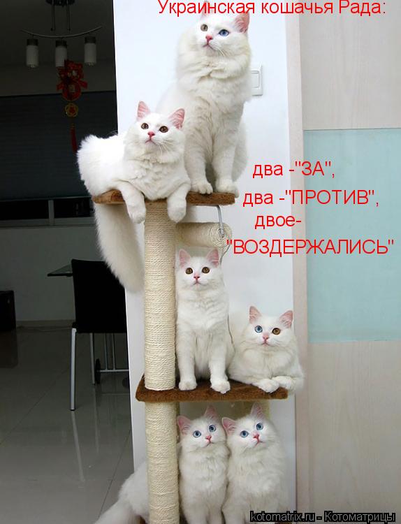 два -"ЗА", два -"ПРОТИВ", двое- "ВОЗДЕРЖАЛИСЬ" Украинская кошачья Рада:... Котоматрица: два -"ЗА", два -"ПРОТИВ", двое- "ВОЗДЕРЖАЛИСЬ" Украинская кошачья Рада: