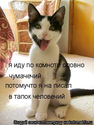 я иду по комноте словно чумачечий потомучто я на писал в тапок человечий... Котоматрица: я иду по комноте словно чумачечий потомучто я на писал в тапок человечий
