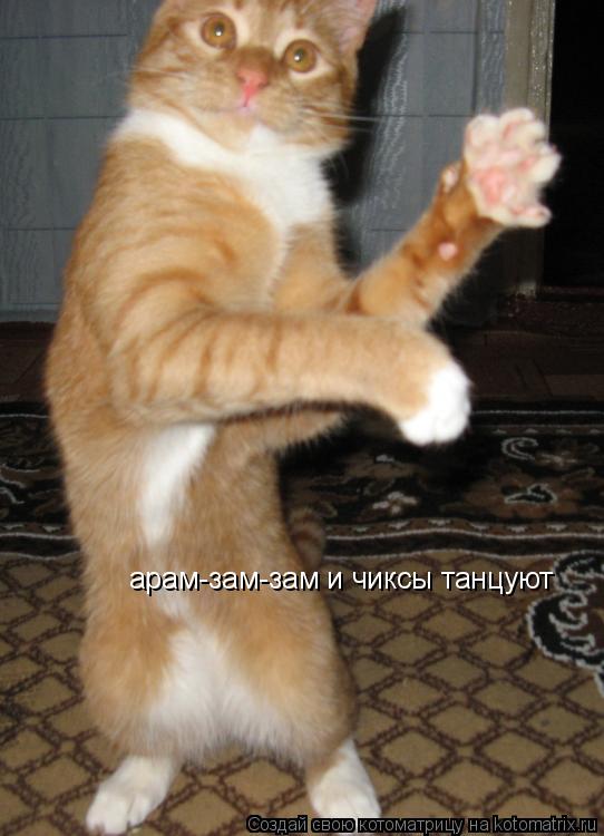 арам-зам-зам и чиксы танцуют... Котоматрица: арам-зам-зам и чиксы танцуют