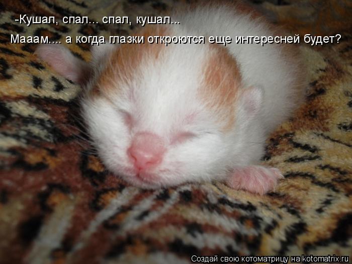 Мааам.... а когда глазки откроются еще интересней будет? -Кушал, спал... спал, кушал...... Котоматрица: Мааам.... а когда глазки откроются еще интересней будет? -Кушал, спал... спал, кушал...