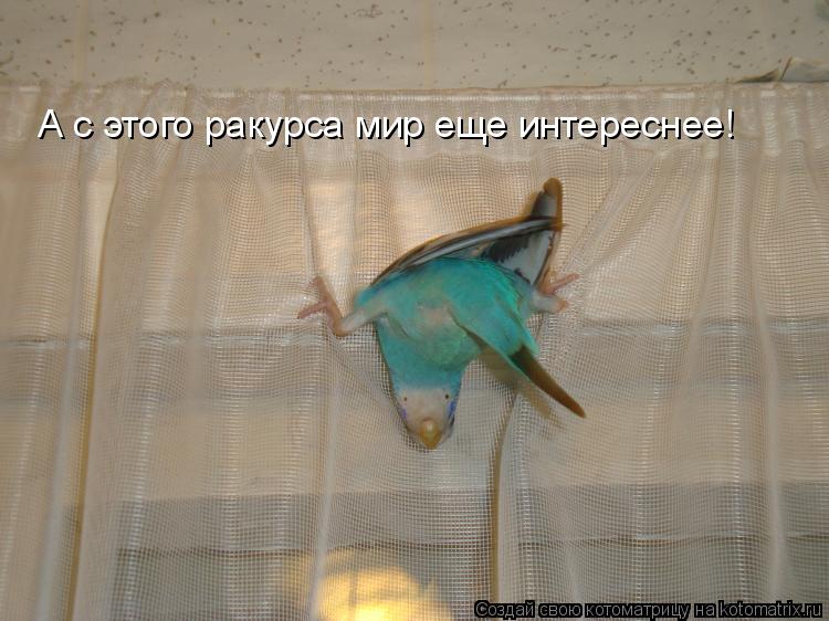 А с этого ракурса мир еще интереснее!... Котоматрица: А с этого ракурса мир еще интереснее!