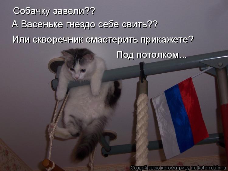 Собачку завели?? А Васеньке гнездо себе свить?? Или скворечник смастерить прикажете? Под потолком...... Котоматрица: Собачку завели?? А Васеньке гнездо себе свить?? Или скворечник смастерить прикажете? Под потолком...