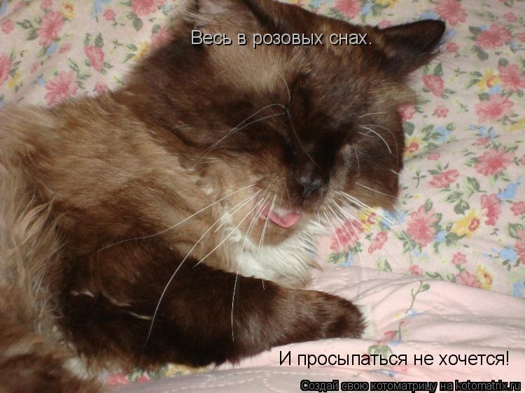 Весь в розовых снах. И просыпаться не хочется! Весь в розовых снах. И просыпаться не хочется!... Котоматрица: Весь в розовых снах. И просыпаться не хочется! Весь в розовых снах. И просыпаться не хочется!
