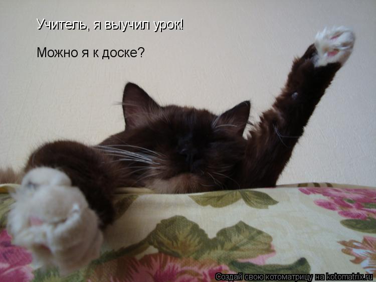 Котоматрица: Учитель, я выучил урок! Можно я к доске?