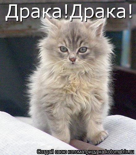 Котоматрица: Драка!Драка!