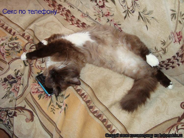 Котоматрица: Секс по телефону.