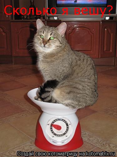 Котоматрица: Сколько я вешу?