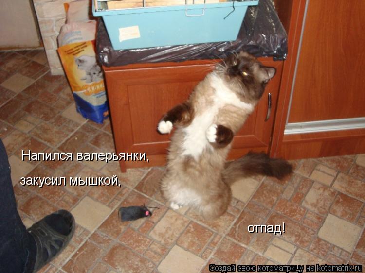 Котоматрица: Напился валерьянки, закусил мышкой, отпад!