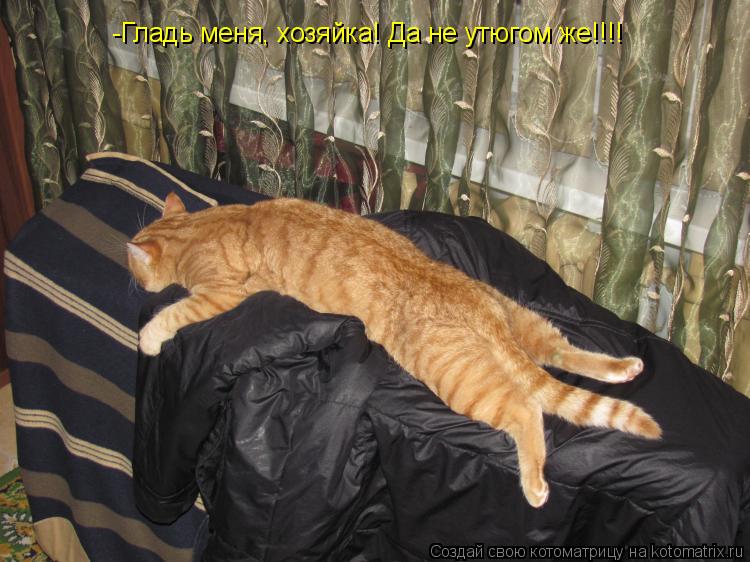 Котоматрица: -Гладь меня, хозяйка! Да не утюгом же!!!!
