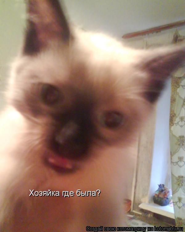 Котоматрица: Хозяйка где была?