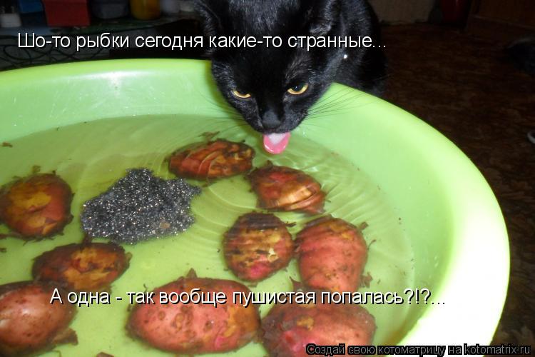 Котоматрица: Шо-то рыбки сегодня какие-то странные... А одна - так вообще пушистая попалась?!?...