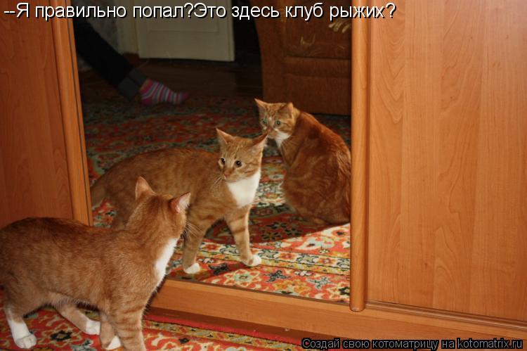 Котоматрица: --Я правильно попал?Это здесь клуб рыжих?