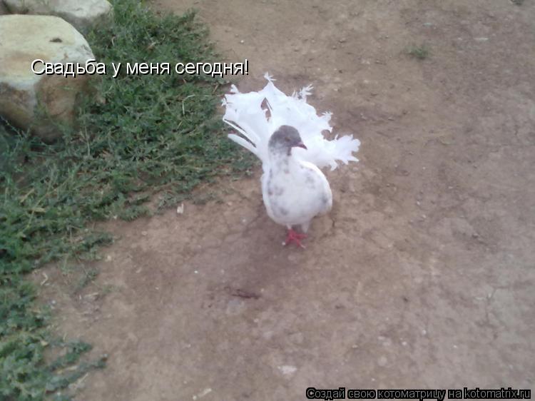 Котоматрица: Свадьба у меня сегодня!
