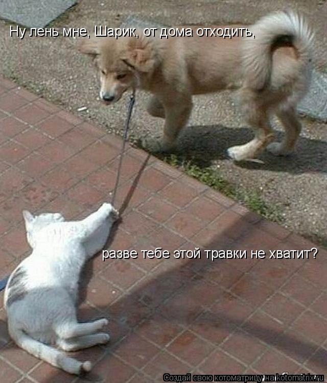 Котоматрица: Ну лень мне, Шарик, от дома отходить, разве тебе этой травки не хватит?