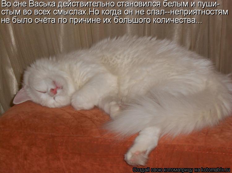 Котоматрица: Во сне Васька действительно становился белым и пуши- стым во всех смыслах.Но когда он не спал--неприятностям не было счёта по причине их бол