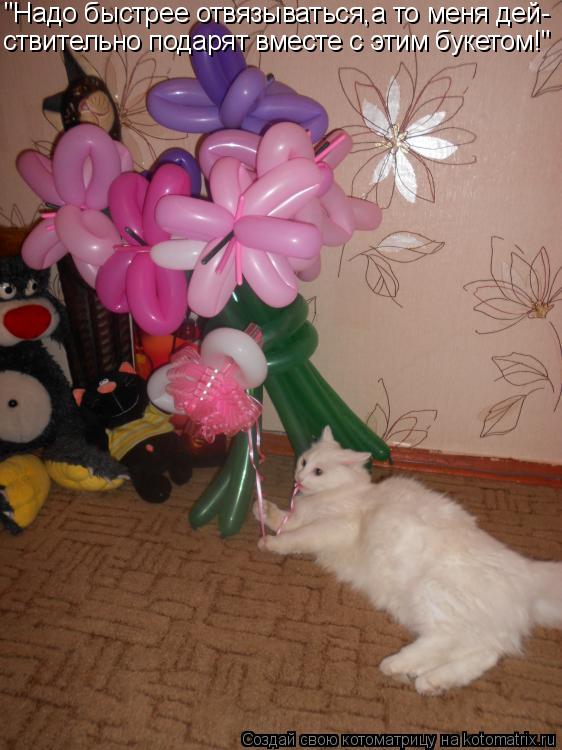 Котоматрица: "Надо быстрее отвязываться,а то меня дей- ствительно подарят вместе с этим букетом!"