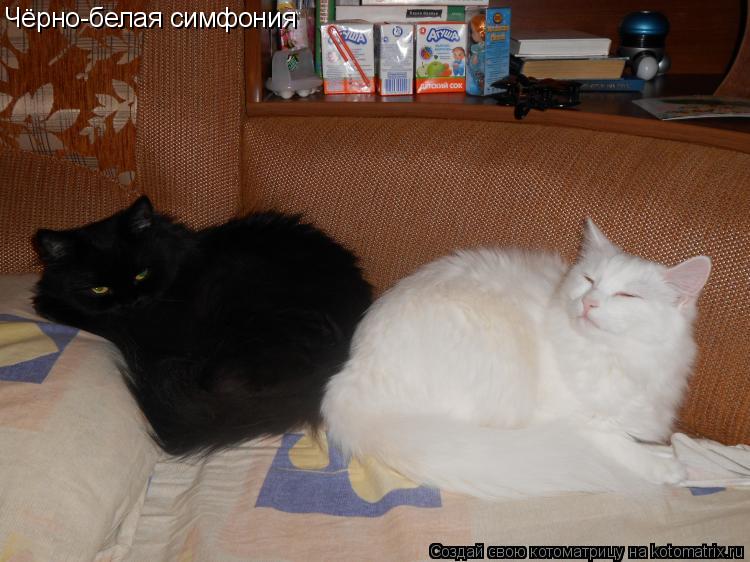 Котоматрица: Чёрно-белая симфония