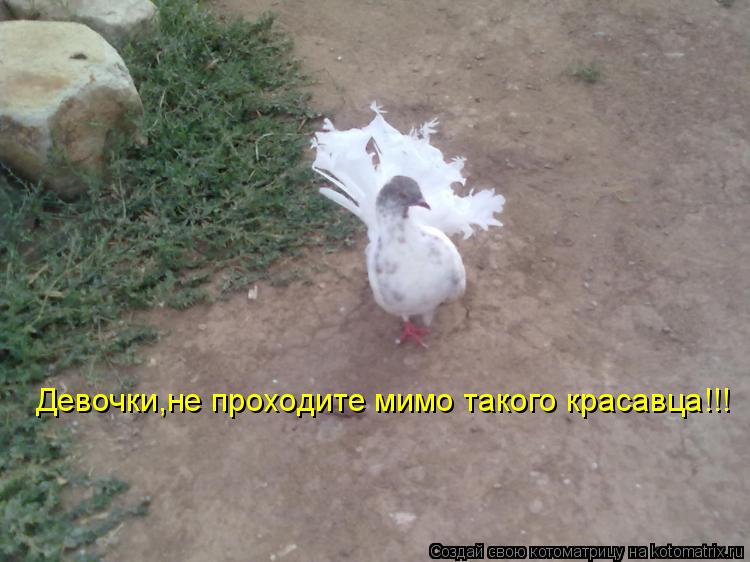 Котоматрица: Девочки,не проходите мимо такого красавца!!!