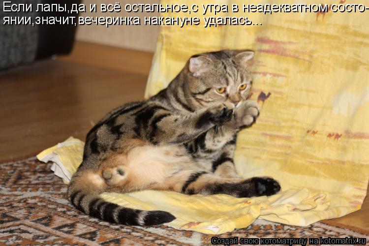 Котоматрица: Если лапы,да и всё остальное,с утра в неадекватном состо- янии,значит,вечеринка накануне удалась...
