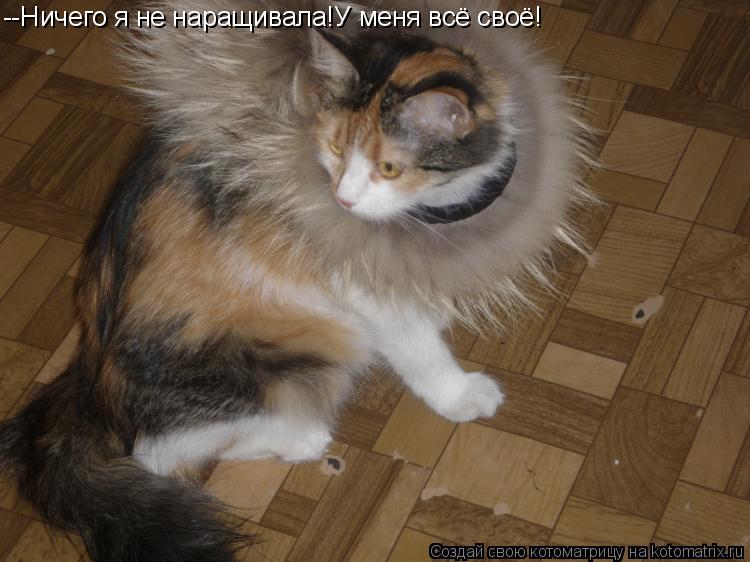 Котоматрица: --Ничего я не наращивала!У меня всё своё!