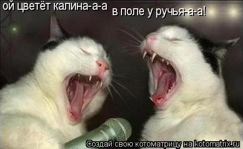 Котоматрица: ой цветёт калина-а-а в поле у ручья-а-а!