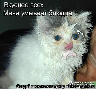 Котоматрица: Вкуснее всех Меня умывает блюдце...