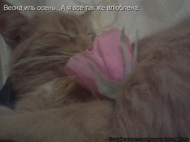 Котоматрица: Весна,иль осень...А я всё так же влюблена...