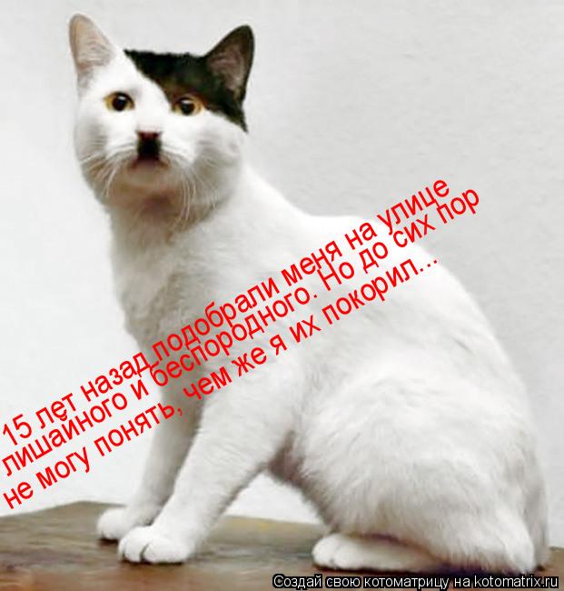 Котоматрица: 15 лет назад подобрали меня на улице лишайного и беспородного. Но до сих пор не могу понять, чем же я их покорил...