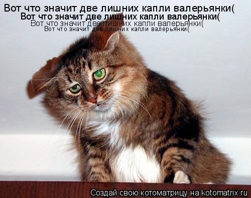 Котоматрица: Вот что значит две лишних капли валерьянки( Вот что значит две лишних капли валерьянки( Вот что значит две лишних капли валерьянки( Вот что 