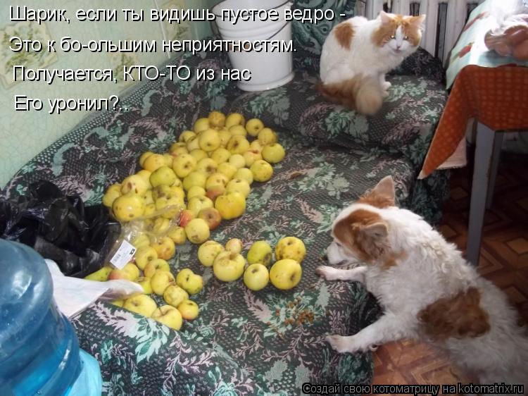 Котоматрица: Шарик, если ты видишь пустое ведро - Это к бо-ольшим неприятностям. Шарик, если ты видишь пустое ведро - Получается, КТО-ТО из нас Его уронил?..