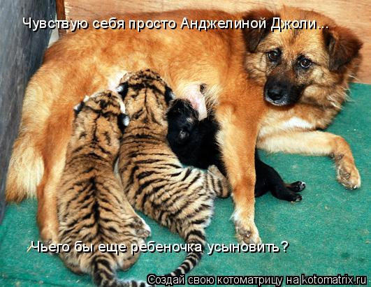 Котоматрица: Чувствую себя просто Анджелиной Джоли... Чьего бы еще ребеночка усыновить?