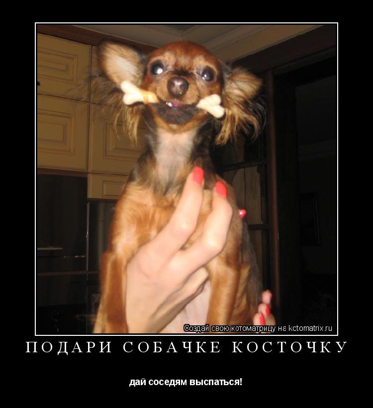 подари собачке косточку дай соседям выспаться!... Котоматрица: подари собачке косточку дай соседям выспаться!