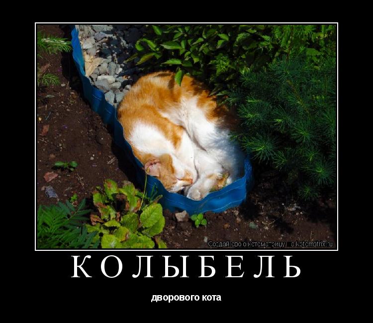 Котоматрица: Колыбель  дворового кота