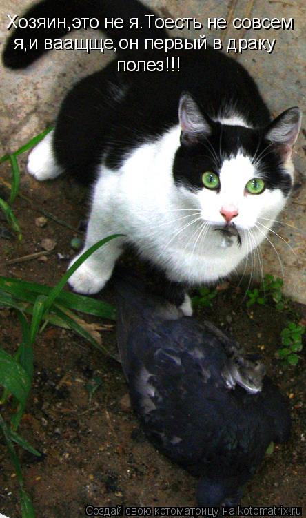 Котоматрица: Хозяин,это не я.Тоесть не совсем Хозяин,это не я.Тоесть не совсем я,и ваащще,он первый в драку полез!!!