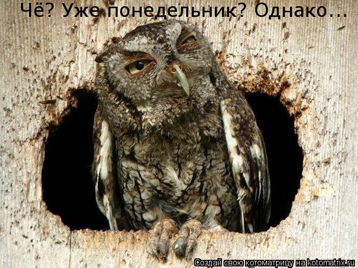 Котоматрица: Чё? Уже понедельник? Однако...