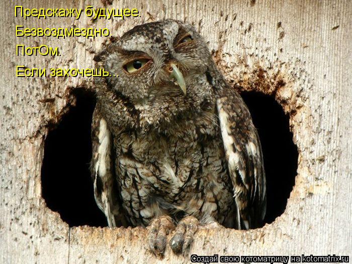 Котоматрица: Предскажу будущее. Безвоздмездно. ПотОм. Если захочешь... Предскажу будущее.