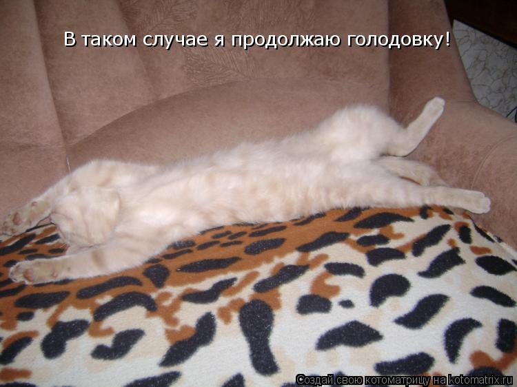 Котоматрица: В таком случае я продолжаю голодовку!