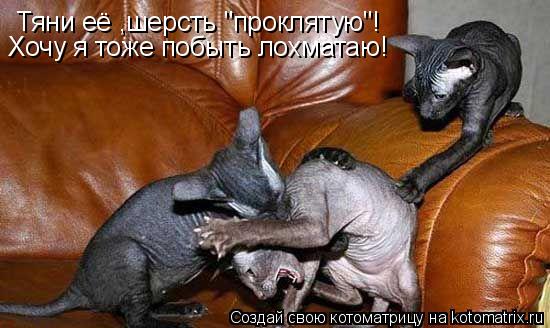 Тяни её ,шерсть "проклятую"! Хочу я тоже побыть лохматаю!... Котоматрица: Тяни её ,шерсть "проклятую"! Хочу я тоже побыть лохматаю!
