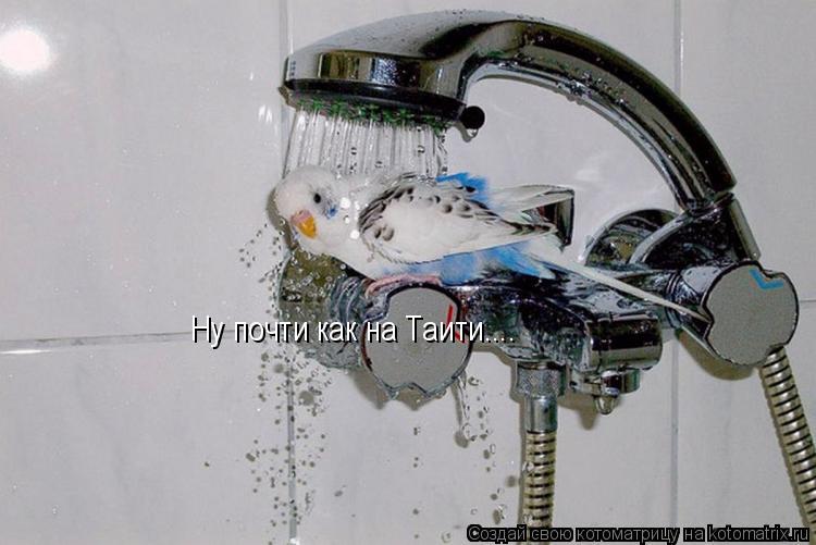 Ну почти как на Таити....... Котоматрица: Ну почти как на Таити....