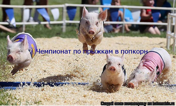 Котоматрица: Чемпионат по прыжкам в попкорн