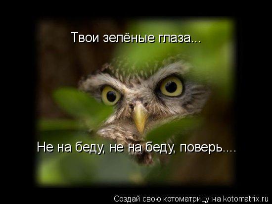 Котоматрица: Твои зелёные глаза... Не на беду, не на беду, поверь....