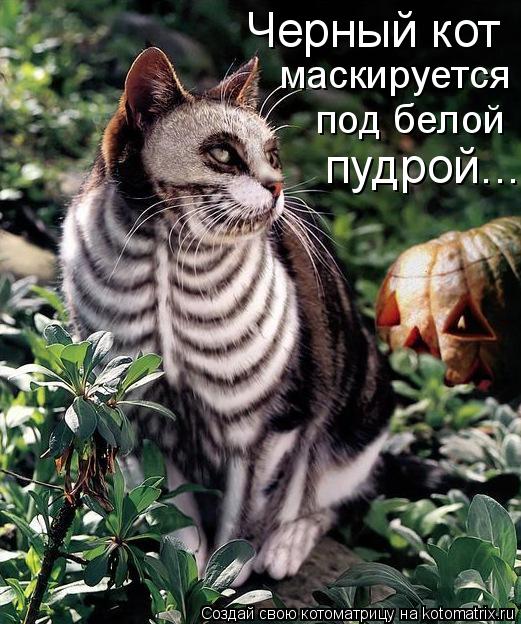 Котоматрица: Черный кот маскируется под белой пудрой...